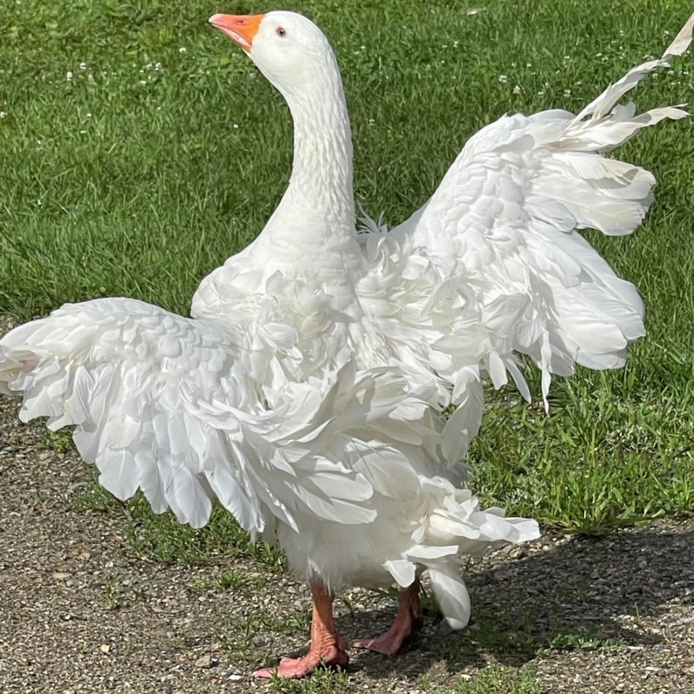 Meet your Posher, Shantell